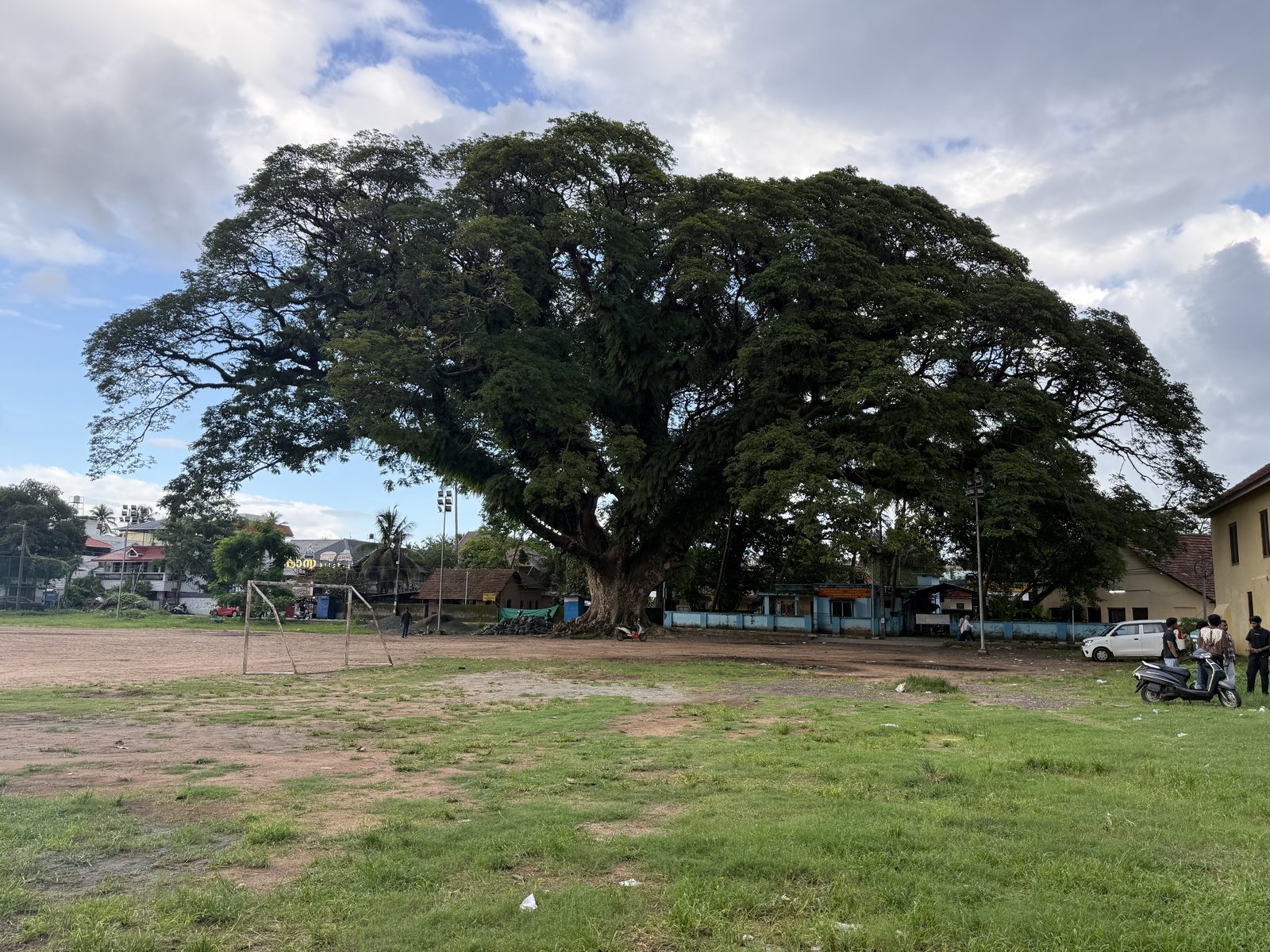A huge banyan tree spreading over a green field in Kerala under a cloudy monsoon sky