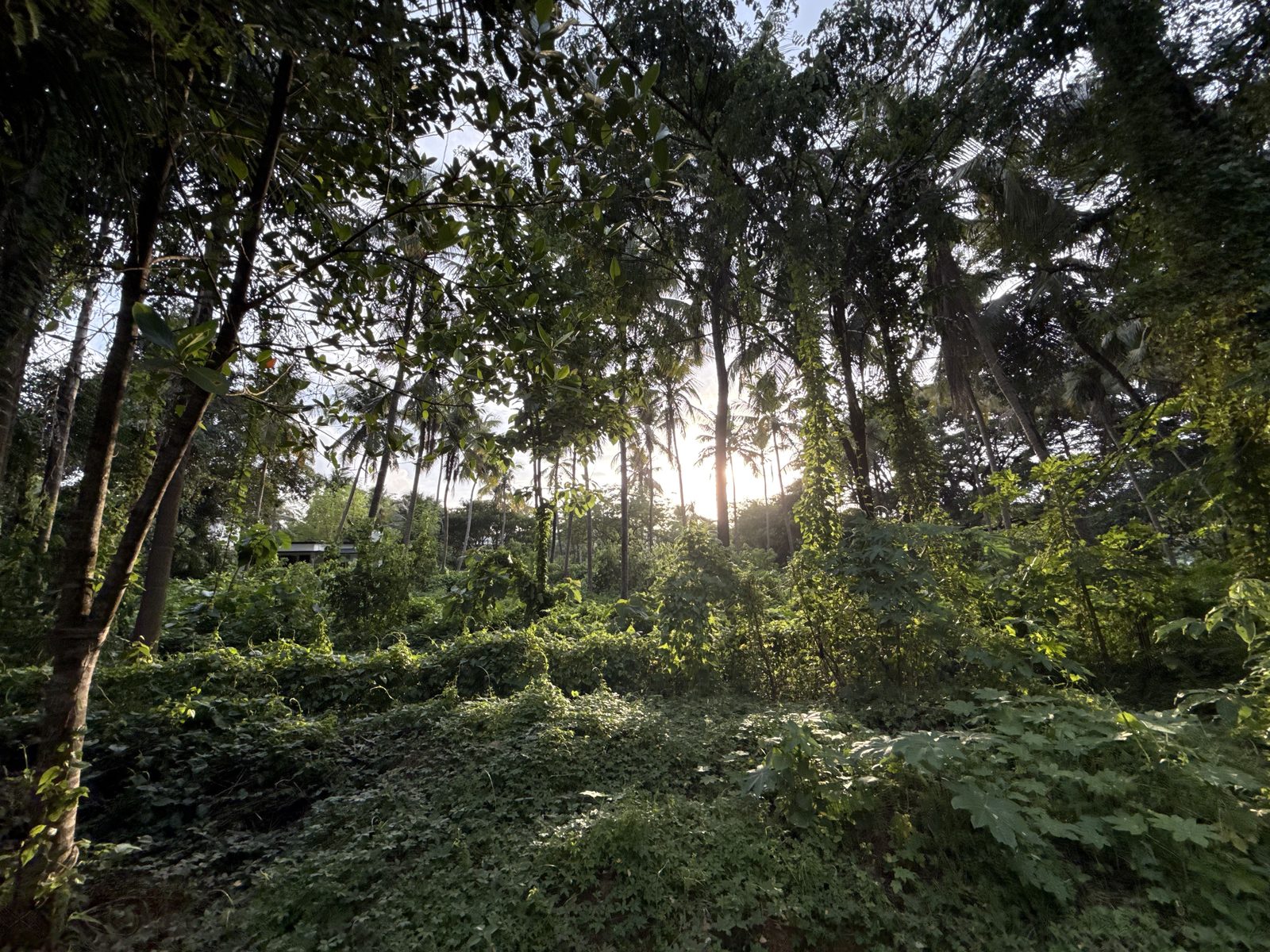 Morning light through palms and jungle trees at an Ayurveda centre in Kerala