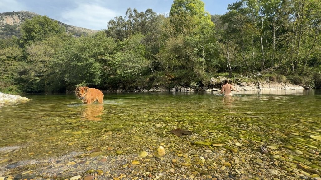 Wingo standing in a clear mountain river in the Picos de Europa