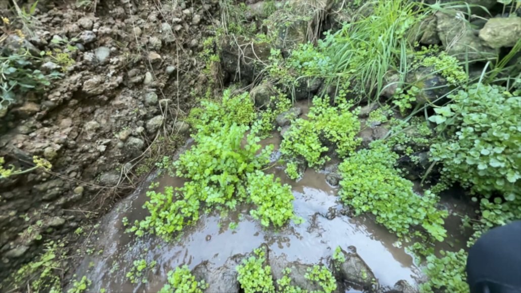 Wild watercress growing in a freshwater spring