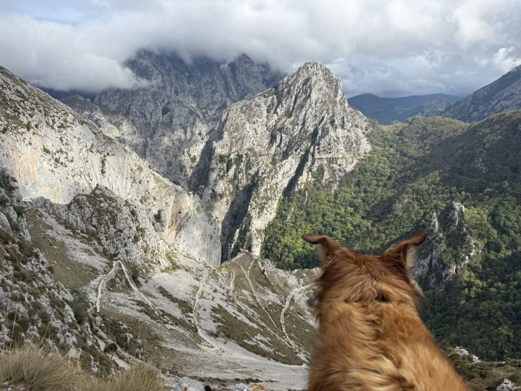 Wingo looking out over the limestone peaks of the Picos de Europa