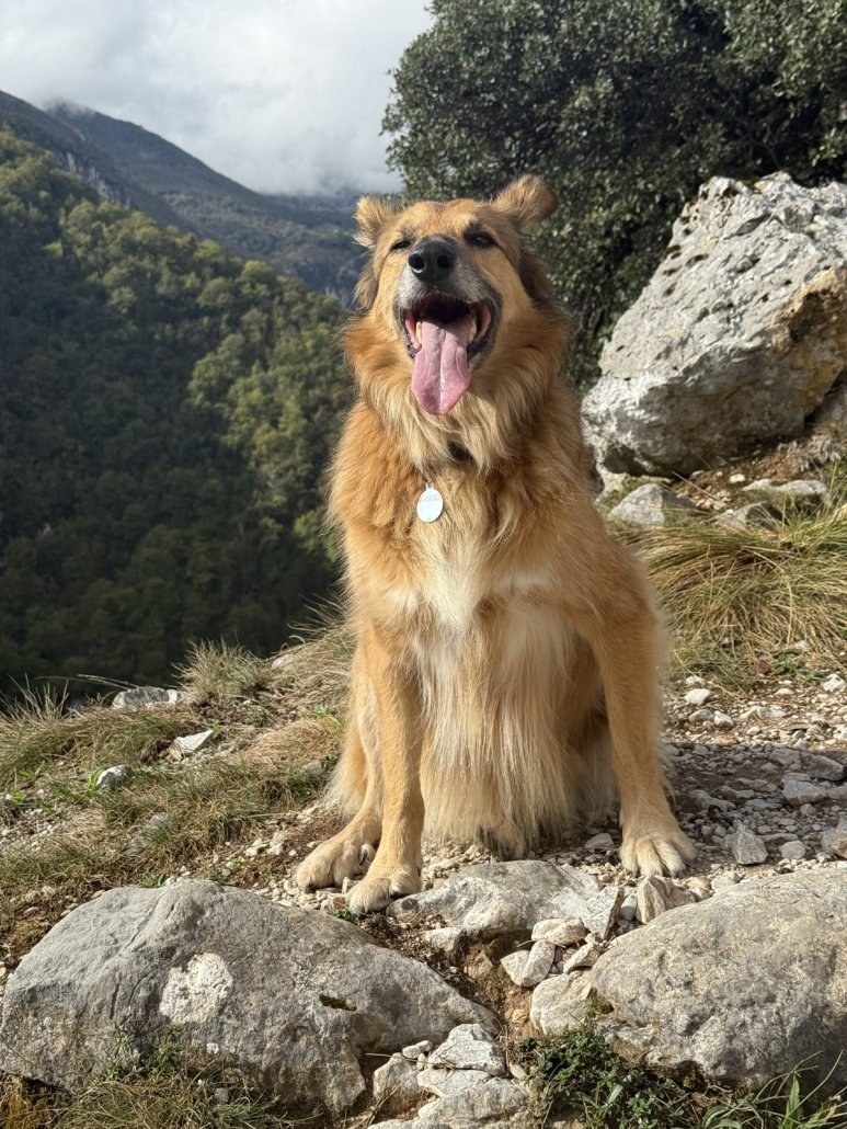 Wingo sitting on a rocky trail in the Picos de Europa